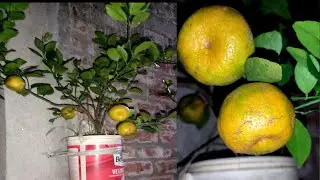 My hobby is the orange-lemon tree #aratisarkarcooking #orangtree