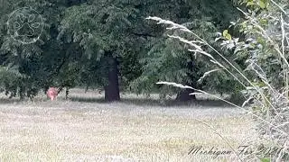 Michigan Fox June 2021