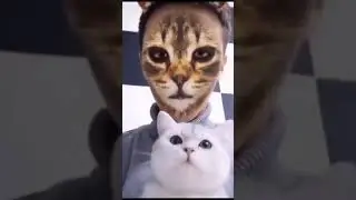 Cats Being Scared By Human Cats | Funny Cats Reactions | Cat Shorts #Shorts