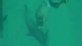 Ty Goff free dives with Bimini dolphins