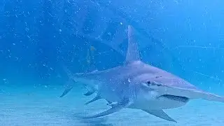 Crabs Gone Wild! November 2025 Fish Recap