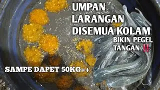 UMPAN EDAN ‼️ PANTESAN AJA BANYAK KOLAM YANG LARANG ‼️