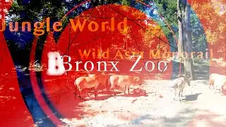 The Bronx, NY【JUNGLE WORLD, WILD ASIA MONORAIL (open May &ndash; Oct only) & more | Bronx Zoo】2022 【4K】