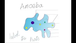 How to draw amoeba #drawing #drawingtutorial #samacheer #amoeba #microoragasims #protozoa