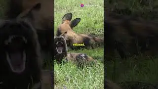 Decoding Dog Sleeping Position: Sprawled Out #pets #petcareprofessional #cutedog #petcareadvice