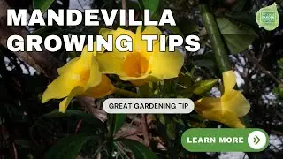 Ask the Experts about Mandevilla