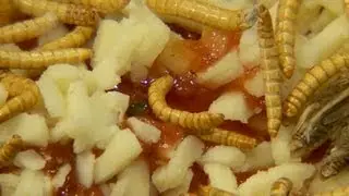 Belgian restaurant tops pizza with insects