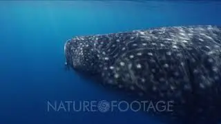 Whale Shark swims past camera towards snorkelers while feeding at the ocean surface