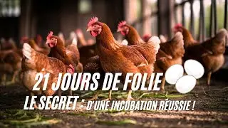 INCUBATION : LE GUIDE COMPLET (de l'&oelig;uf au poussin) | Erreurs &agrave; &Eacute;viter