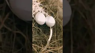 Birds Eggs| Birds Nest|shorts || YouTube shorts || @Puthrancreationsdubai #shots #mmpdubai #egg