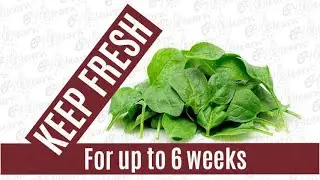 Best Way to keep Spinach Leaves Fresh Longer in fridge for 6 WEEKS | Simply Fresh and Crisp