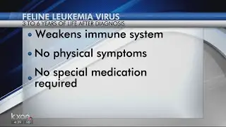 What is Feline leukemia virus?