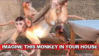Как у обезьян могут быть такие гибкие кости?