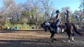 Riding Exercises to help get a horse soft, supple and rounded