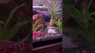 Amazing Koi Betta and African Dwarf Frog. #freshwater #fish #bettafish #aquarium #frog