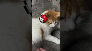 Our cat Sadam has been captured and immediately went straight to battle! #cat #pokemon #viral #kids