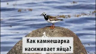 Камнешарка (Arenaria interpres) на гнезде