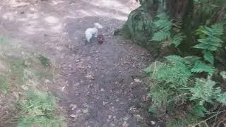 Ruff Wood 3
