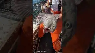 Maine Fishermen Catch 'Vicious' Wolffish