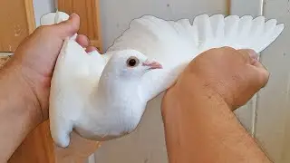 PIGEON BREEDING UPDATE  ( WHITE STOCK )
