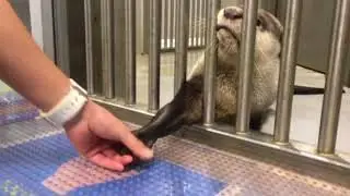 仙台うみの杜水族館 ツメナシカワウソと握手 くるりちゃん編 171217