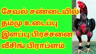 ASEEL V37 சேவல் சண்டைக்கு  தம் வீசிங் மூச்சு பிரச்சனை தீர்வு ???