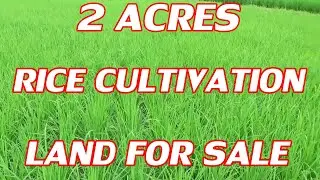 2 ACRES RICE CULTIVATION LAND FOR SALE | ₹ 8,00,000 /- LAKH COST PER ACRE | BUY & SELL W/ DUDDU LAND