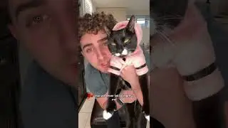 Кошки ВСЕГДА приземляются на лапы?
