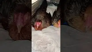 One nest, two parents