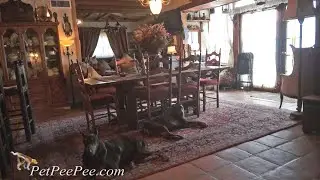 Dealing with Pets & Oriental rug | PetPeePee Service