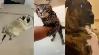 Funny Animal Videos 🤣| Best Compilation| Cats and Dogs!