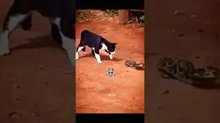 Cat fight with snake smart cat #cat #smart #snake #cats #wildlife #poison #sigma #snakes #catvideos