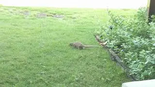 Mongoose- Hawaii