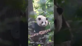 花宝今天好给面子呀#pandahehua #panda #baby #animals