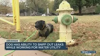 Arkansas water utility company uses special leak-detection dog
