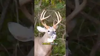 Обычная охота на оленя в пригороде!