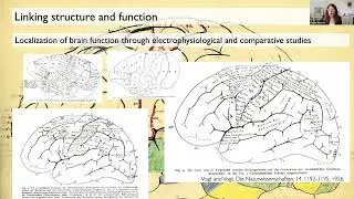 The multilevel human brain atlas in EBRAINS - an overview