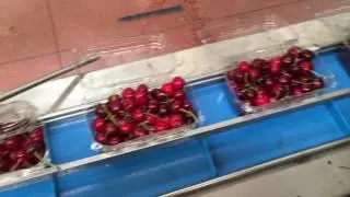 W14 126A + LLT 112 +CDT 250 cherry line