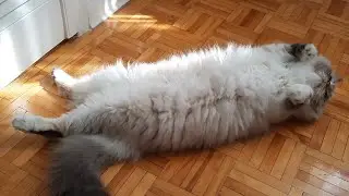 Blue eyed fluffy cat shows her belly in the sunny patch
