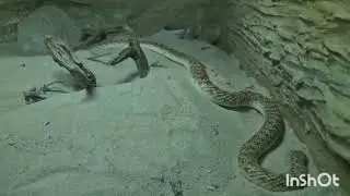 Kuwait Scientific Centre Tour 