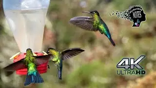 4K Relaxing Hummingbirds Feeders - soft music for yoga meditation or Deep Sleep relax #asmr