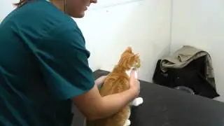 cat health warning signs