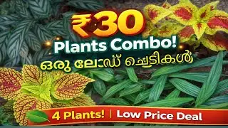 plants for ₹30 #beatiful leaf plants at Low Price/Colorful Foliage Plants – Just ₹30 #30 rs plants 