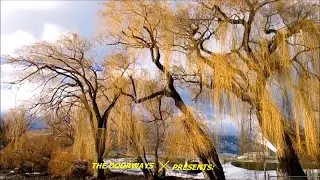 SILENT WEEPING WILLOW by THE DOORWAYS