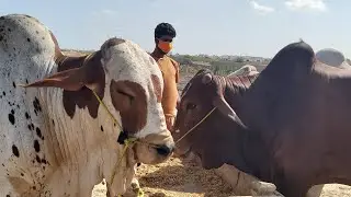 🔴 Live: First Truck Unloaded at Sohrab Goth Cow Mandi 2020 | 6th Live of Bakra Eid 2020 Qurbani Cows