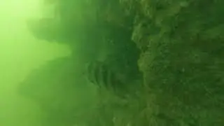 Don't dive the Blue Heron Bridge during low tide. VERY BAD