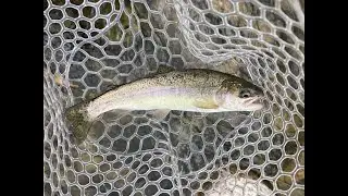 Weekend Trout Fly Fishing the Chama and Brazos River Near Chama, NM. Two Deer crossing the river!