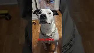 This dog make me so HAPPY love you Millssssss