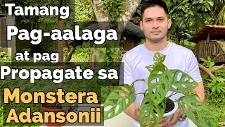 HOW TO PROPAGATE & CARE FOR MONSTERA ADANSONII | MONSTERA ADANSONII CARE TIPS & PROPAGATION