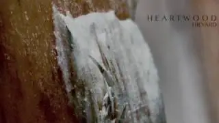 Hilyard - Heartwood (Sleep and Meditation Music)